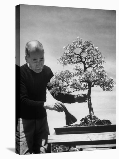 Keibun Tanaka Brushing Away Fallen Leaves of a Bonsai Maple Tree in Garden, Suburban Tokyo-Alfred Eisenstaedt-Stretched Canvas