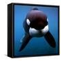 Keiko the Killer Whale-null-Framed Stretched Canvas