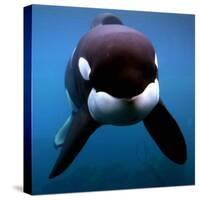 Keiko the Killer Whale-null-Stretched Canvas