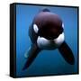 Keiko the Killer Whale-null-Framed Stretched Canvas