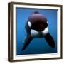 Keiko the Killer Whale-null-Framed Premium Photographic Print