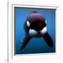 Keiko the Killer Whale-null-Framed Photographic Print