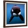 Keiko the Killer Whale-null-Framed Photographic Print