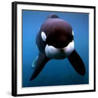 Keiko the Killer Whale-null-Framed Photographic Print