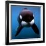 Keiko the Killer Whale-null-Framed Photographic Print