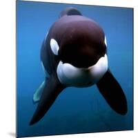 Keiko the Killer Whale-null-Mounted Photographic Print
