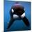 Keiko the Killer Whale-null-Mounted Photographic Print