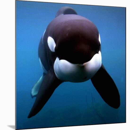 Keiko the Killer Whale-null-Mounted Photographic Print