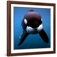 Keiko the Killer Whale-null-Framed Photographic Print