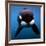 Keiko the Killer Whale-null-Framed Photographic Print