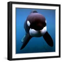 Keiko the Killer Whale-null-Framed Photographic Print