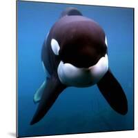 Keiko the Killer Whale-null-Mounted Photographic Print