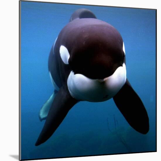 Keiko the Killer Whale-null-Mounted Photographic Print