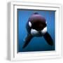 White Frame