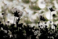 Bicycle-Keisuke Ikeda @-Photographic Print