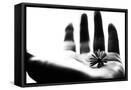 Framed Canvas