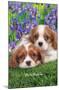 Keith Kimberlin - Cavalier King Charles Puppies-Trends International-Mounted Poster