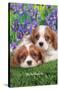 Keith Kimberlin - Cavalier King Charles Puppies-Trends International-Stretched Canvas