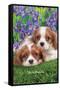 Keith Kimberlin - Cavalier King Charles Puppies-Trends International-Framed Stretched Canvas