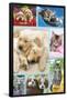 Keith Kimberlin - Puppies and Kittens Collage-Trends International-Framed Poster