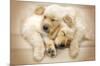 Keith Kimberlin - Puppies - Golden Retrievers Cuddling-Trends International-Mounted Poster