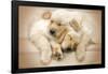 Keith Kimberlin - Puppies - Golden Retrievers Cuddling-Trends International-Framed Poster