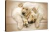 Keith Kimberlin - Puppies - Golden Retrievers Cuddling-Trends International-Stretched Canvas