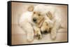 Keith Kimberlin - Puppies - Golden Retrievers Cuddling-Trends International-Framed Stretched Canvas