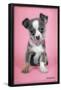 Keith Kimberlin - Puppy on Pink Background-Trends International-Framed Poster