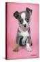 Keith Kimberlin - Puppy on Pink Background-Trends International-Stretched Canvas