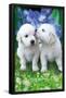 Keith Kimberlin - White Golden Retriever Puppies-Trends International-Framed Poster