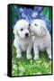 Keith Kimberlin - White Golden Retriever Puppies-Trends International-Framed Stretched Canvas