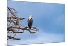 Wood Mount