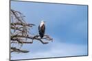 Wood Mount
