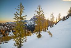 Snowy Sentinels II-Keith Morgan-Photographic Print