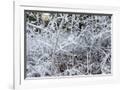 Gramercy White