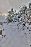 Snowy Sentinels II-Keith Morgan-Photographic Print