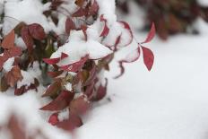 Snowy Sentinels II-Keith Morgan-Photographic Print