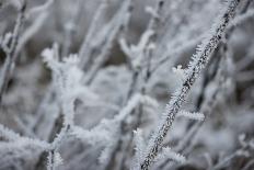 Snowy Sentinels II-Keith Morgan-Photographic Print