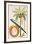 Kelapa or Coconut Palm-Porter Design-Framed Giclee Print