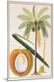 Kelapa or Coconut Palm-Porter Design-Mounted Giclee Print