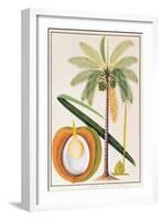 Kelapa or Coconut Palm-Porter Design-Framed Giclee Print