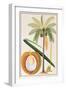 Kelapa or Coconut Palm-Porter Design-Framed Giclee Print