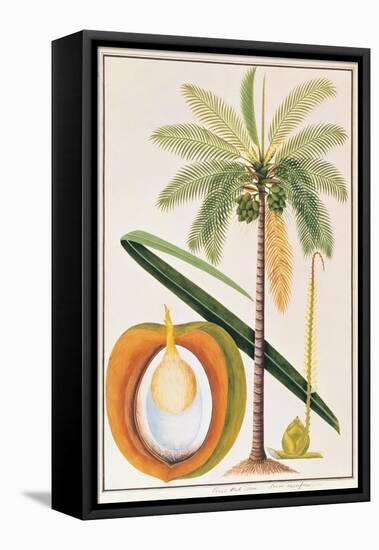 Kelapa or Coconut Palm-Porter Design-Framed Stretched Canvas