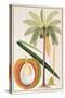 Kelapa or Coconut Palm-Porter Design-Stretched Canvas