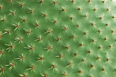 Closeup of Spines on Cactus, Background Cactus with Spines-kelifamily-Photographic Print