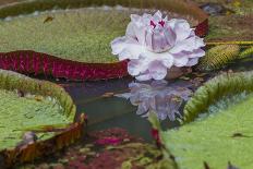 Victoria Amazonica Flower-Kelly Headrick-Framed Photographic Print