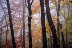 Prayer Flags, Woodstock, NY-Kelly Sinclair-Photographic Print