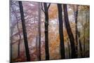 Wood Mount