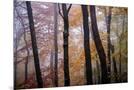 Wood Mount
